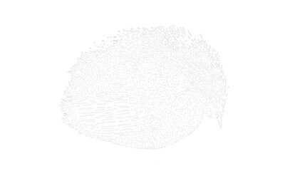 Sensitive Handwriting Bird Background