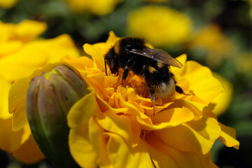 Hummel auf gelber Blüte - Stockfoto