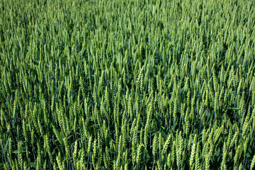 Background with spikelets of green wheat on the field on a sunny day
