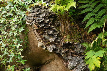 Naklejka premium Black and White Turkey Tail Fungus growing wild at Glenariff Forest Park, Causeway Coast, Northern Ireland