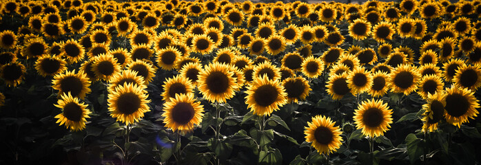 Scenery of Sunflower crops on a field