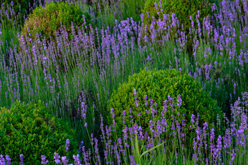 lavender flowers with buxus bushes outside