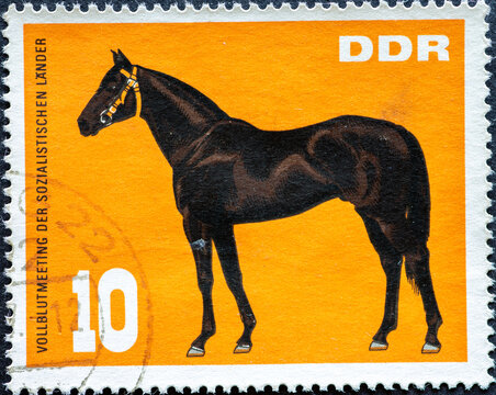 GERMANY, DDR - CIRCA 1967: a postage stamp from Germany, GDR showing a breeding stallion. Text: Whole blood meeting of the socialist countries, Hoppegarten