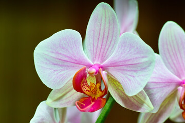 Fototapeta na wymiar Orchidaceae.