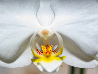Orchidaceae.