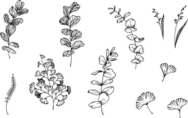 Fototapeta premium Linear tropical leaves. Monstera, eucalyptus, fern, ginkgo, banana leaf, palm leaf, etc. Hand drawn illustration. perfect for invitation cards, summer decor, greeting cards, posters, scrapbooking