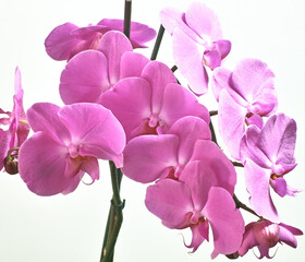 Orchidaceae.