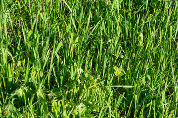 Green grass close-up. Abstract green grass background for design or project.