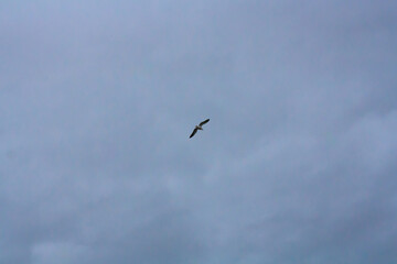 bird in flight