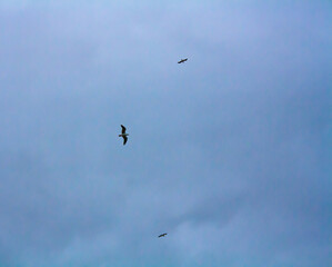 birds in flight