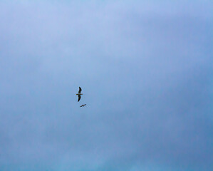 flock of birds
