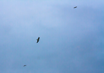 Obraz premium birds flying in the sky