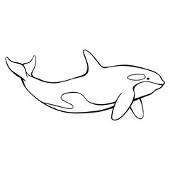 Hand drawn vector of orca isolated on white background. Black and white stock killer whale illustration.