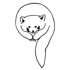 Hand drawn vector illustration of red panda. Black and white doodle art isolated on white.