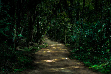 Fototapeta premium Path in the forest
