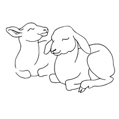 Hand drawn doodle vector of baby sheep. Black and white line art stock illustration.