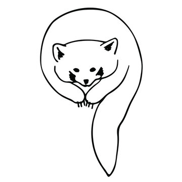 Hand drawn vector illustration of red panda. Black and white doodle art isolated on white.