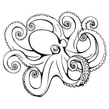 Hand drawn vector octopus isolated on white background. Black and white stock illustration.