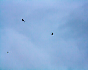 birds in flight