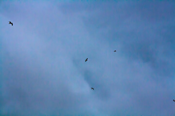 birds in the sky