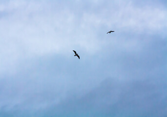 Obraz premium birds in flight