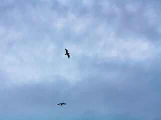 birds in the sky