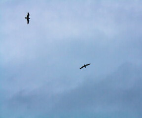 birds in flight