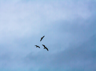 birds in flight