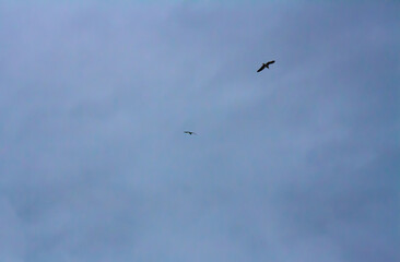 Obraz premium birds in the sky