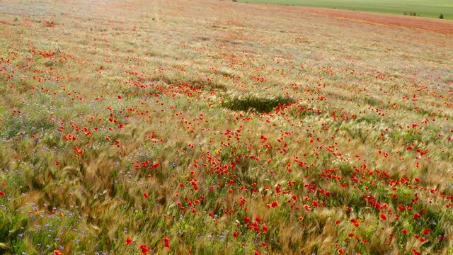 A Field With Red Poppies And Wheat Was Taken From A Drone At Sunset. Aerial 4K