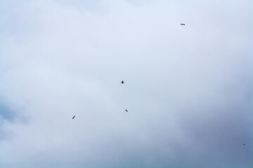 flock of birds flying