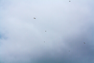 birds flying in the sky