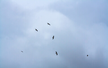 flock of birds in the sky