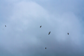 Fototapeta premium birds in the sky
