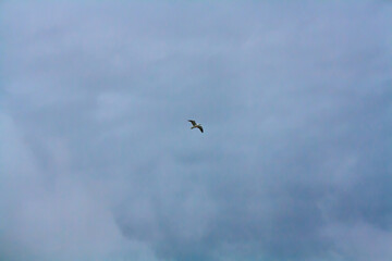 Obraz premium birds in the blue sky