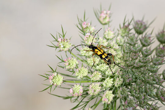 Polyphaga Bilder Durchsuchen 1,693 Archivfotos, und