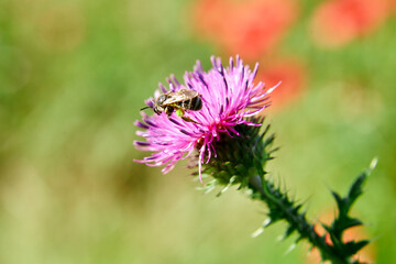A bee collects nectar on a flower close-up with a blurred background.