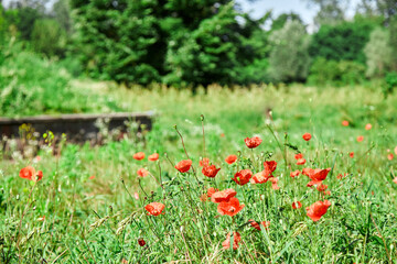 many flowers on the grass. Red poppies with green background close-up with blur