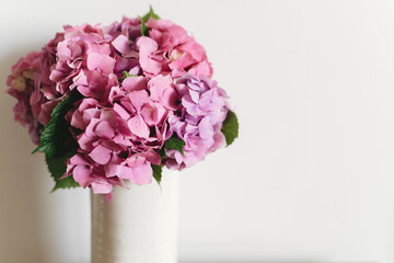 Hydrangea bouquet on background of white wall with copy space. Beautiful pink and purple hydrangea flowers at home. Happy mothers day