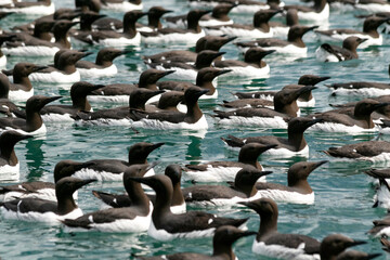 Among a large flock of common murres