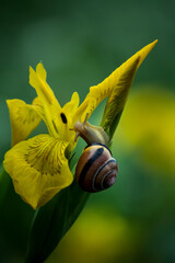 Ślimak na lilii  © Monika