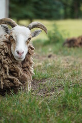 Schaf Close-up frontal