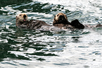 Sea Otters in Kachemak Bay, Alaska sticking their tongues out at us