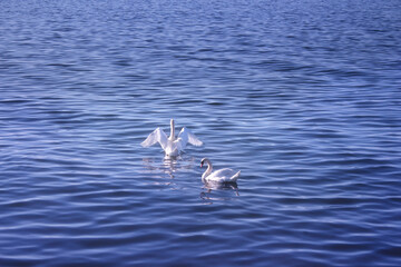 The white swan couple swimming in the wavy sea. Swans symbolize the pure love and greatness of beings.
