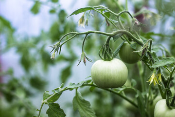 a green unripe tomato in a greenhouse hangs on a branch, on a blurry background