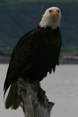 Bald Eagle perched on driftwood in Homer, Alaska