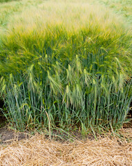 Green winter barley field in countryside, close up. Young and green Spikelets