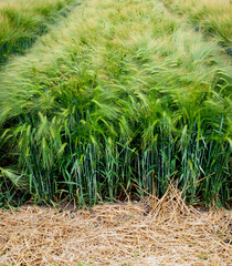 winter barley, demo field, divided sectors of new varieties cereals