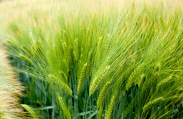 close up winter barley spikelets