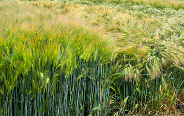 close up winter barley spikelets, samples of varieties